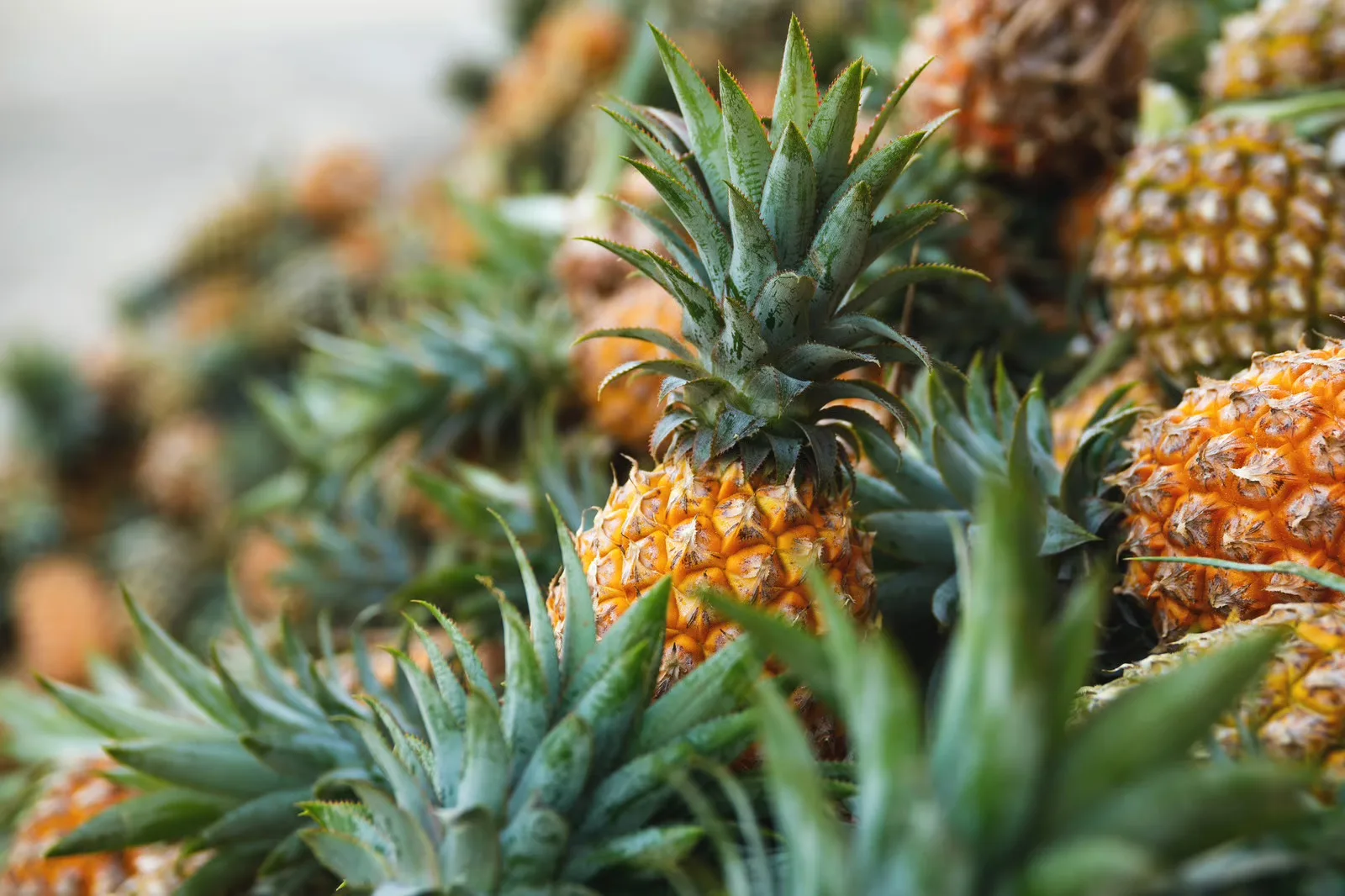 Great Giant Pineapple (GGP)