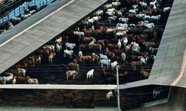 thumbnail for Great Giant Livestock (GGL)